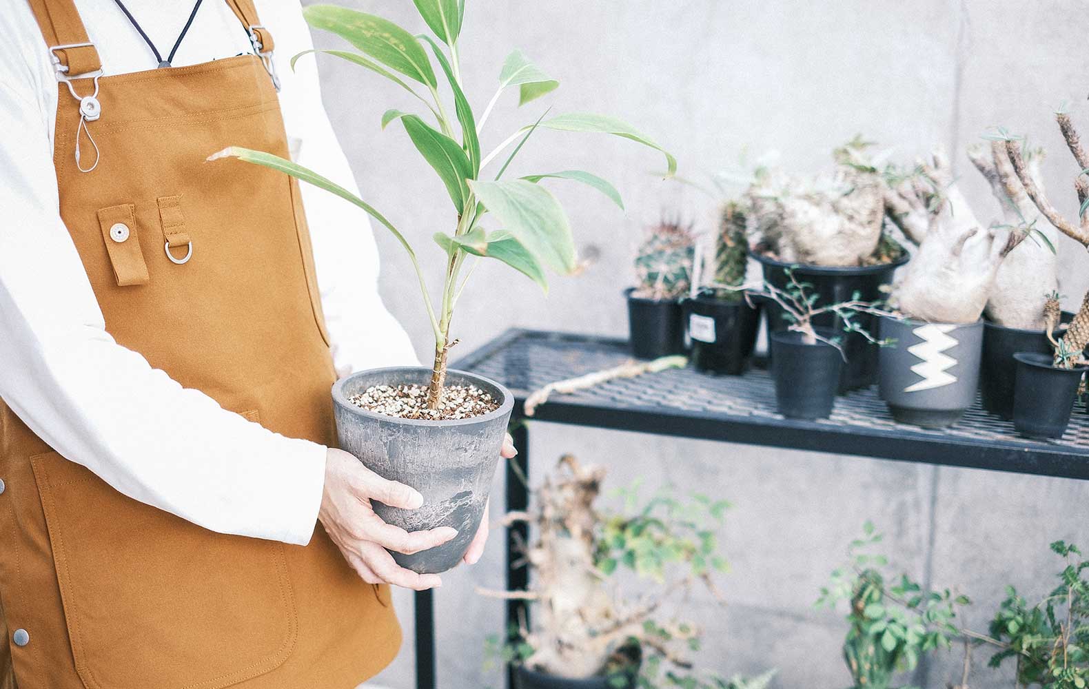 植物販売